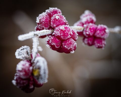 Rote Beeren mit einer Schneeschicht, gefroren an einem Zweig.