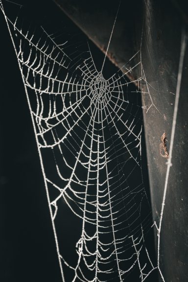 Eine detailreiche Spinnwebe in dunklem Hintergrund.